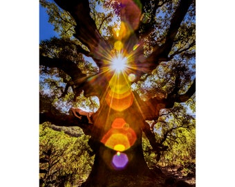 Cork Oak Chakragasm –TreeGirl Fine Art Nude Photographic Print on Canvas