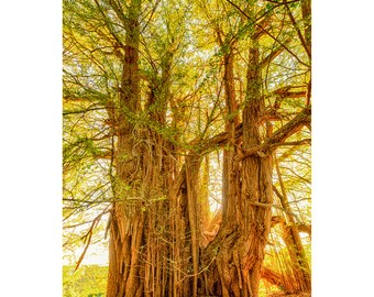 Ginkgo Sunray Shrine –TreeGirl Fine Art Nude Photographic Print on Canvas
