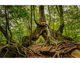 Kuguri Cedar Sugi Union –TreeGirl Nude Fine Art Prints