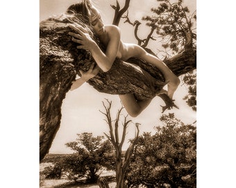 Caterpillar Pinyon –TreeGirl Fine Art Nude Photographic Print on Canvas