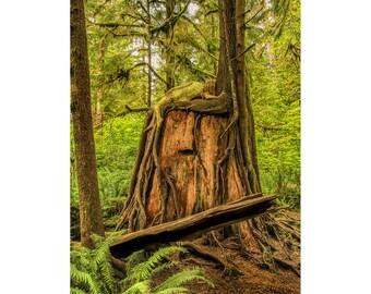 Hemlock Green Women on Nurselog –TreeGirl Fine Art Nude Photographic Print onCanvas