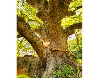 Okusu ShiShi Camphor Shrine Serenity –TreeGirl Nude Fine Art Print