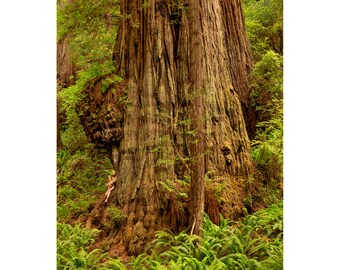 Listening to Sir Isaac Newton –TreeGirl Fine Art Nude Photograph on Canvas