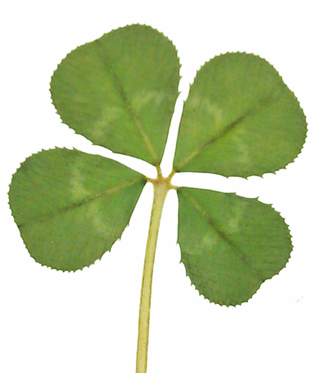 GENUINE REAL 4 Four Leaf Clover Wedding Favour With Certificate of