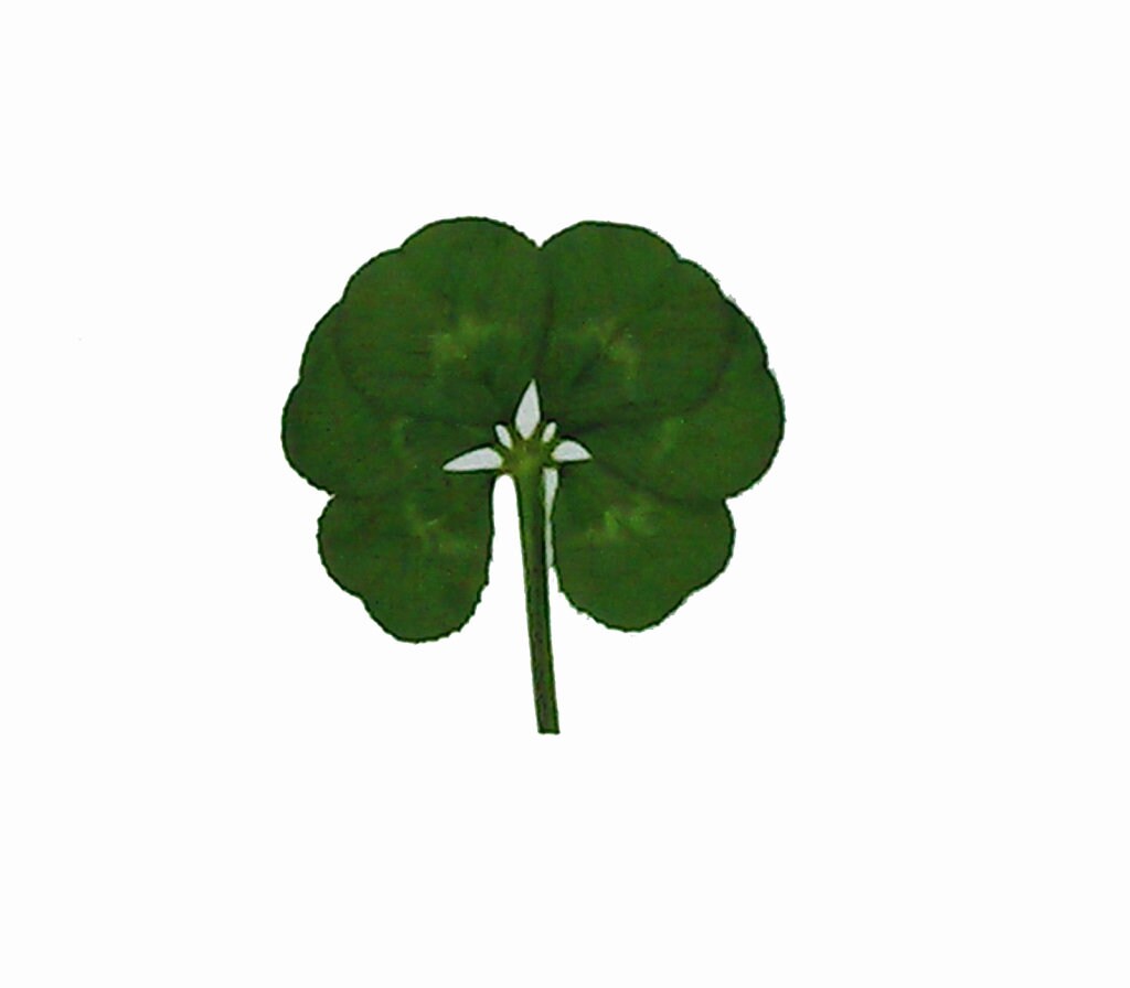Buy Five Leaf Clovers Online In India  Etsy India