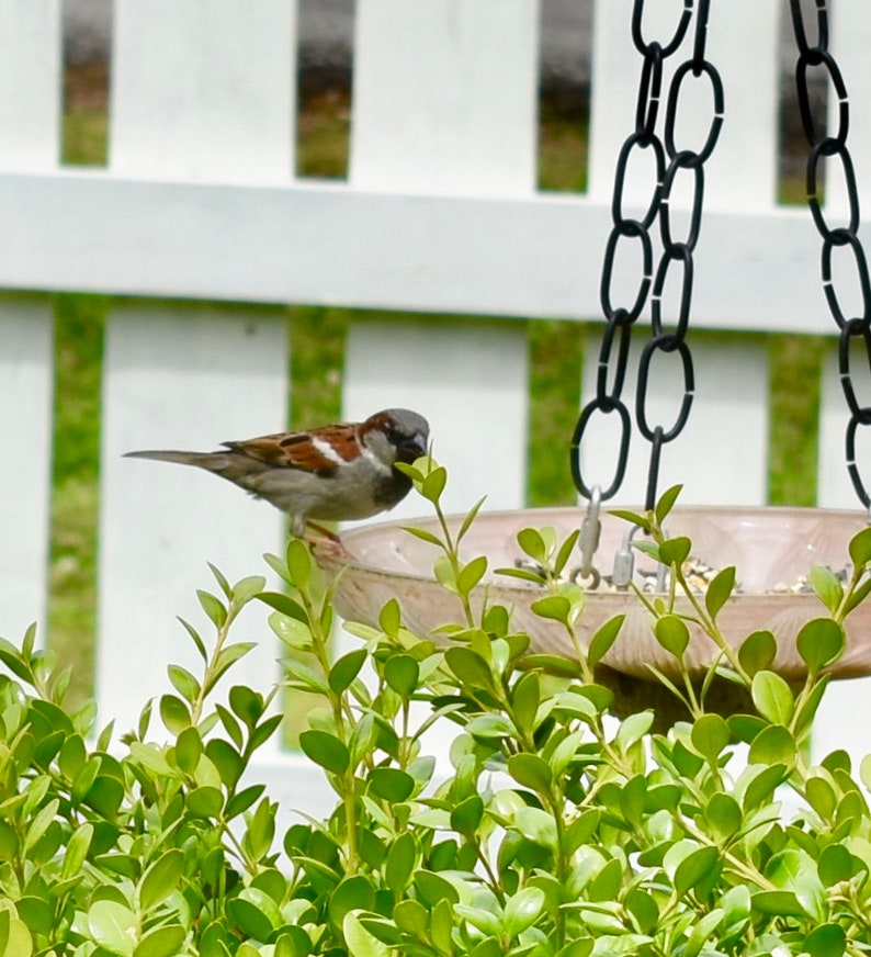 Bird Food Blend for Chickadees 12 Ounce Bag Gourmet Etsy