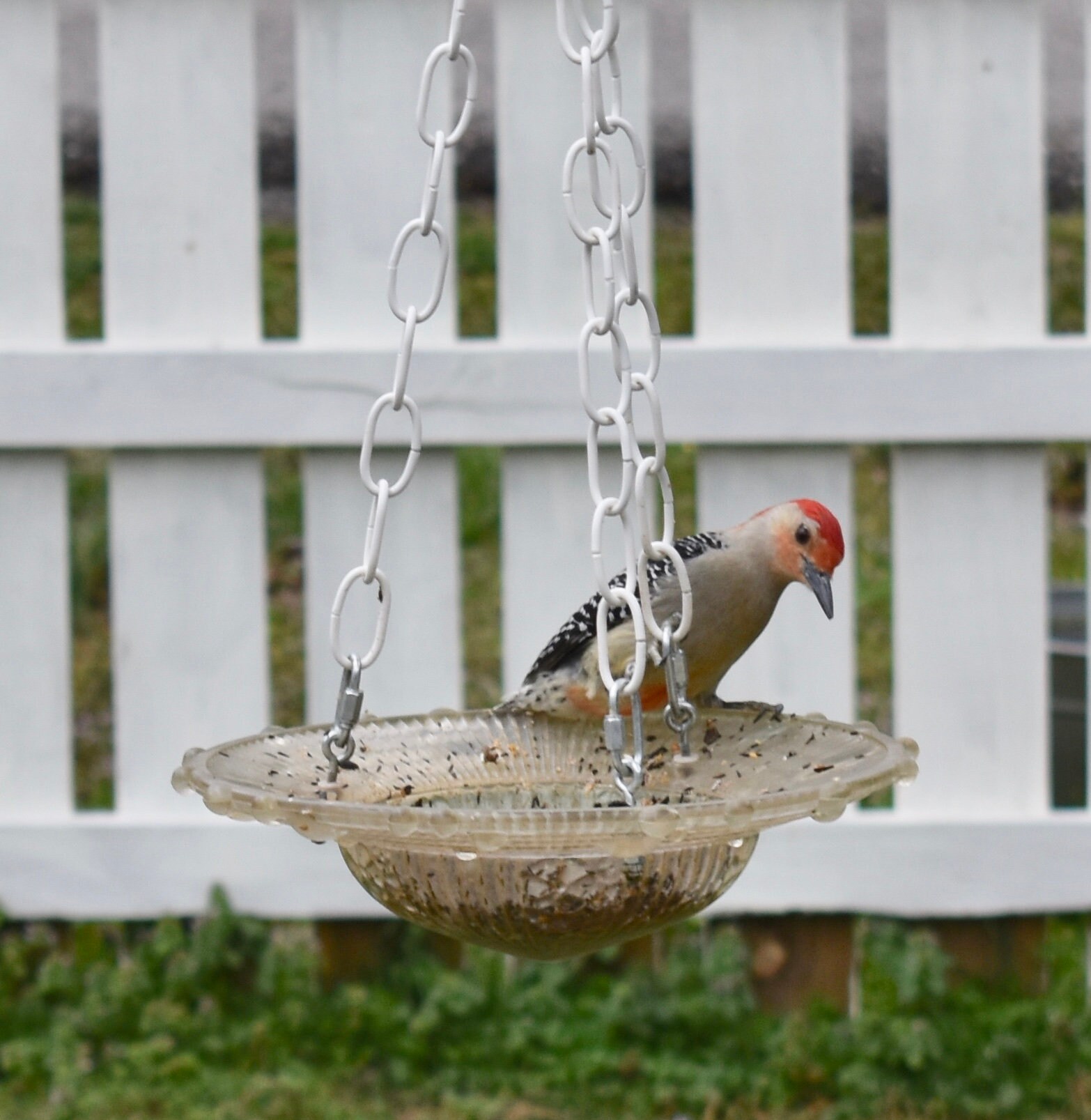 Mezcla de comida de aves para pájaros carpinteros paquete de | Etsy