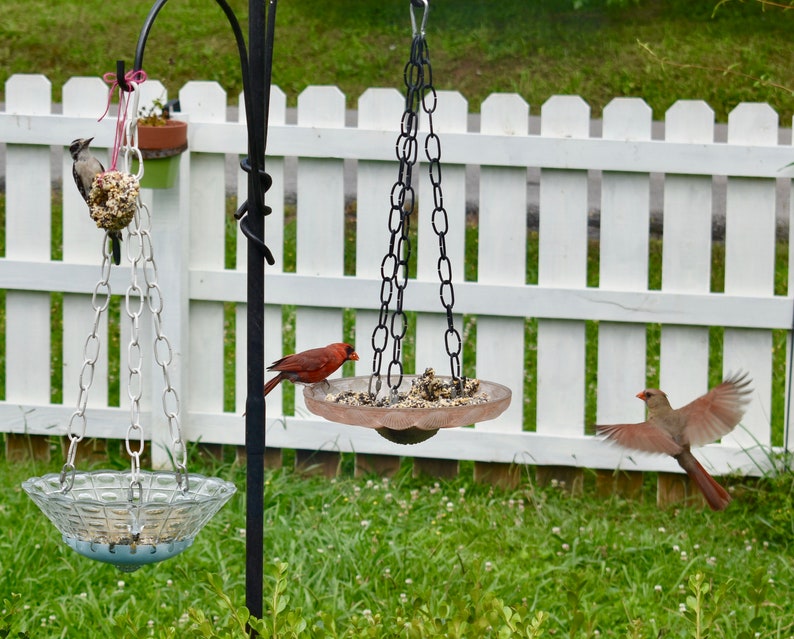 Granola Bird Seed Backyard Bird Attracting Food for Bird Etsy