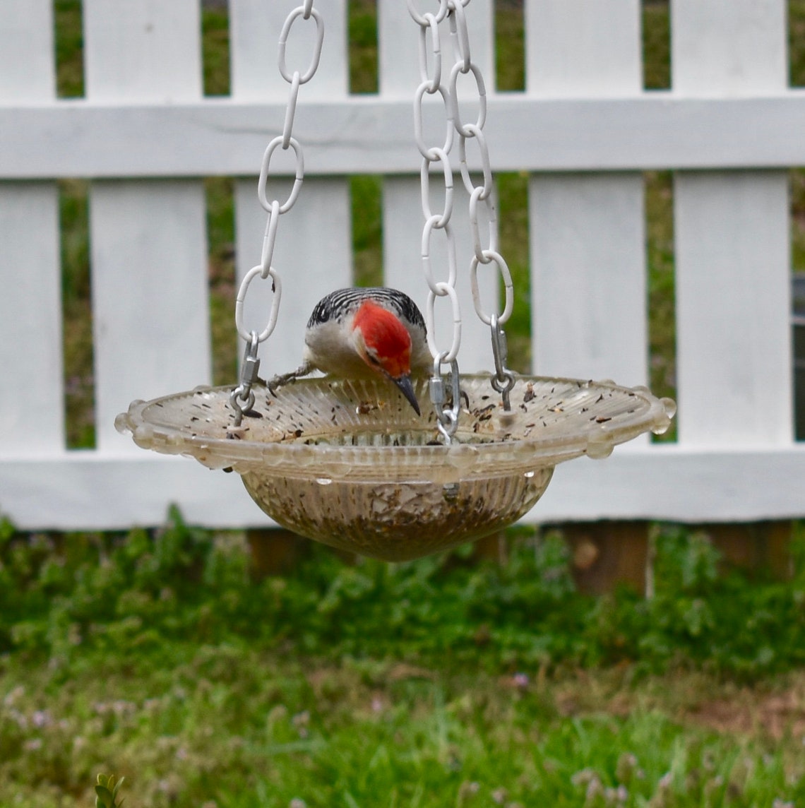 Mezcla de comida de aves para pájaros carpinteros paquete de | Etsy