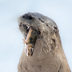 Otter Eating Brook Trout - Giclee prints