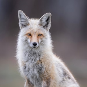 Red fox portrait - Giclee prints