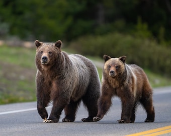 Grizzly 399 and her yearling cub walking down the road - High quality giclee print
