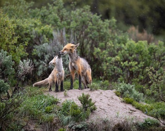 Giclee prints Fox family kiss