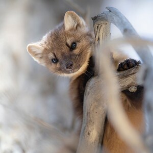 May include: A close-up of a brown and white pine marten peeking out from behind a branch. The marten has dark eyes and a curious expression.