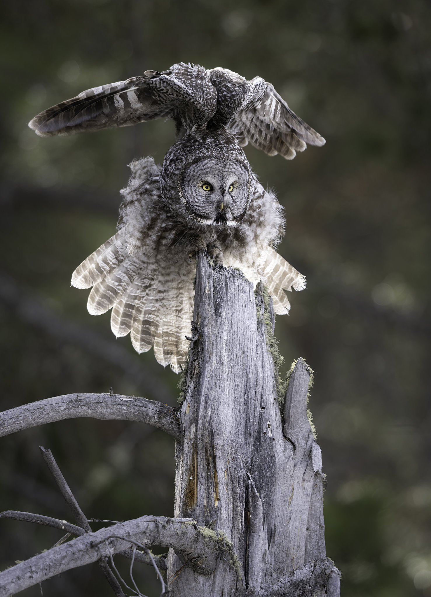 Owl Taking Flight - High quality giclee print