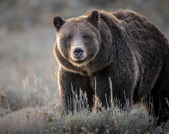 Matriarch - Photograph of Grizzly 399 - High quality giclee print