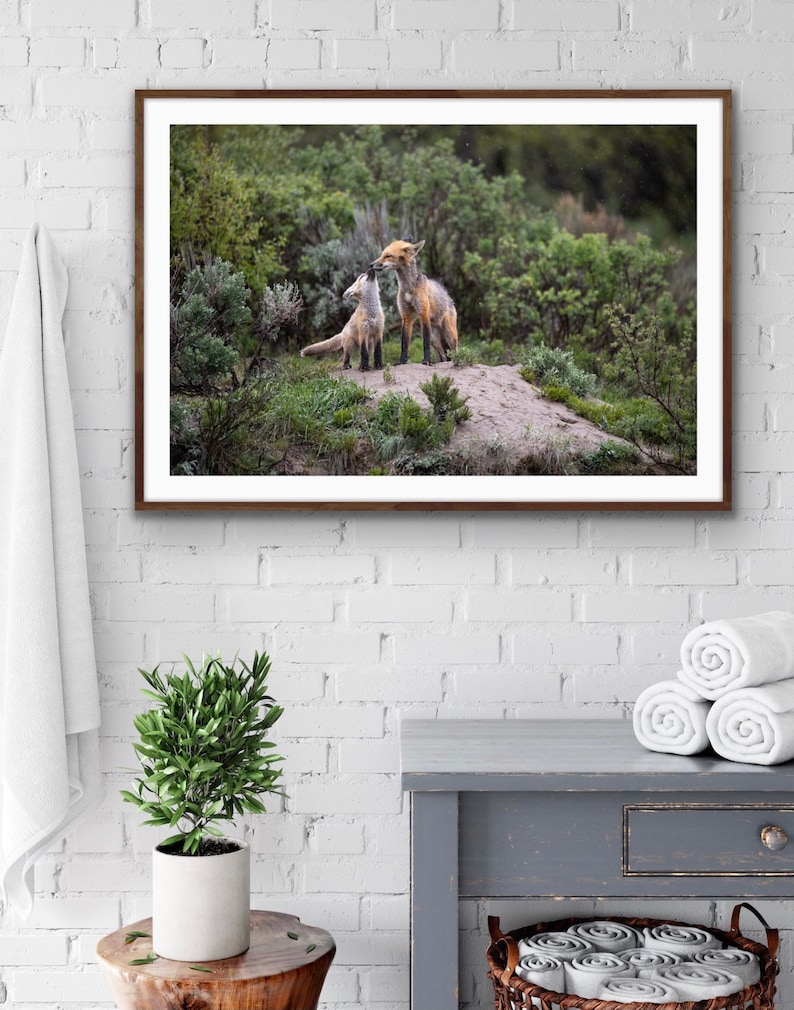 Giclee prints Fox family kiss