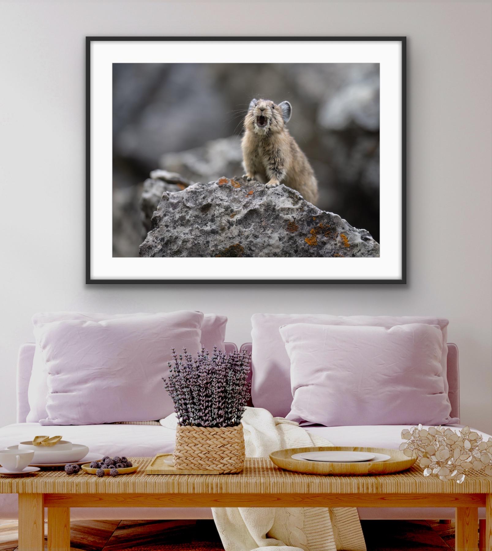 Pika Yelling - Giclee Prints - Etsy Finland