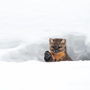 Baummarder winkt hallo - Kunstdruck