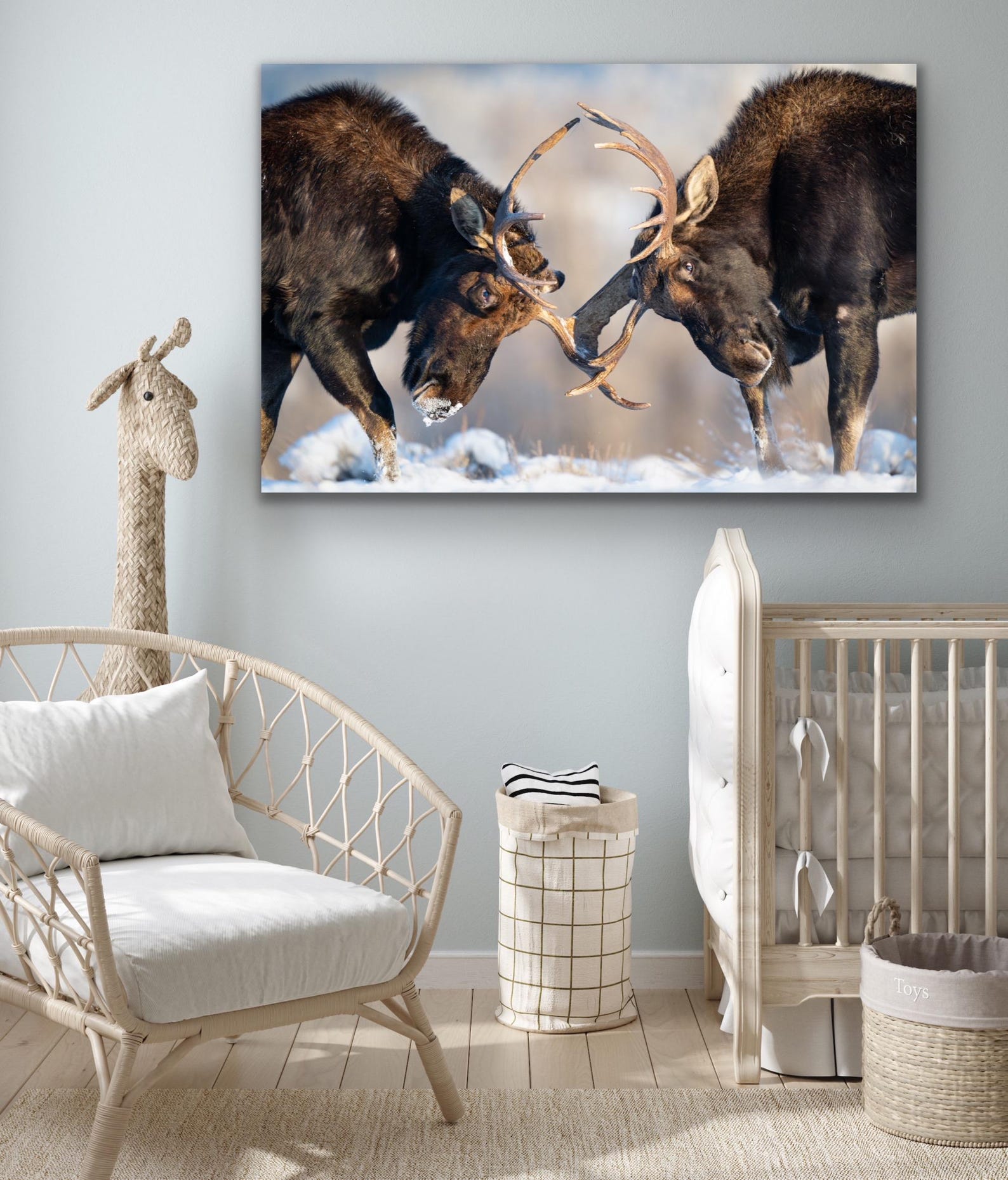 Two Young Bull Moose Fighting in the Snow - Giclee Prints - Etsy