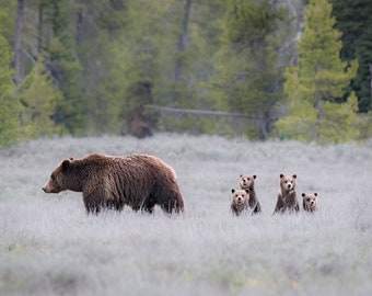 Grizzly 399 and her Four Cubs - "The Queen Returns" - Giclee prints