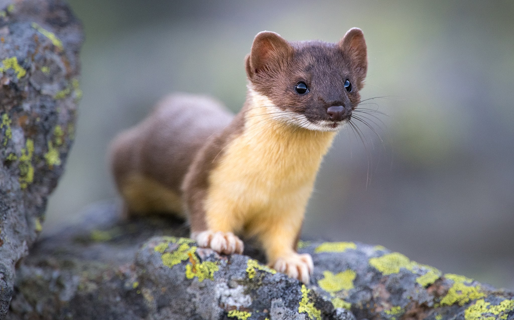 Long Tailed Weasel Drawing Long Tailed Weasel Drawing