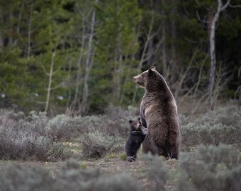 Primo sguardo al 399 nel 2023: grizzly con cucciolo - Stampe giclée