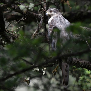 Goshawk and Hummingbird - Giclee prints