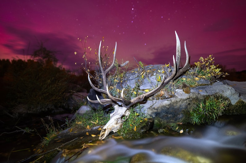 Aurora Mortis - Elk skull and Aurora Borealis - Giclee prints