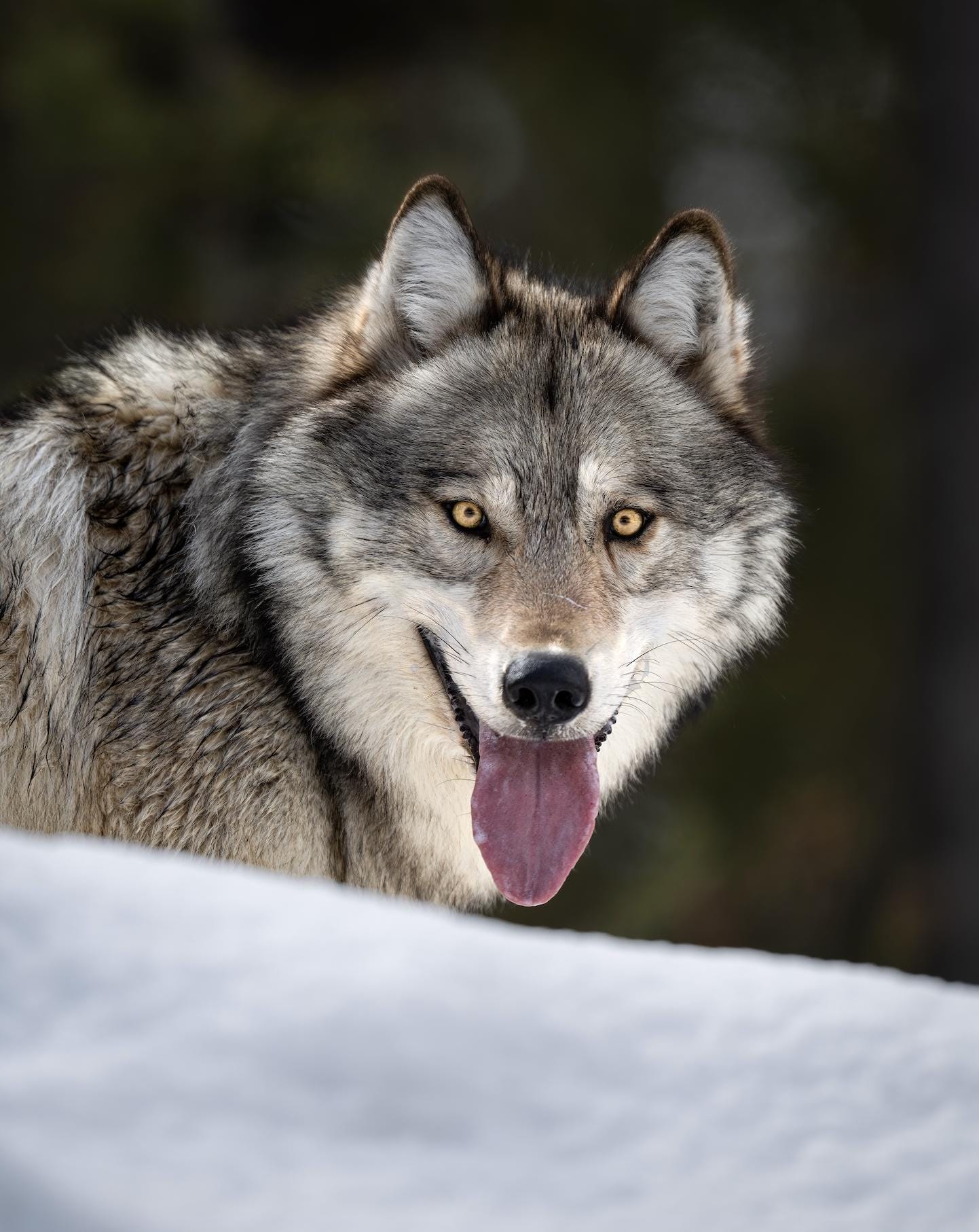 Eye contact with a Gray Wolf  - Giclee prints