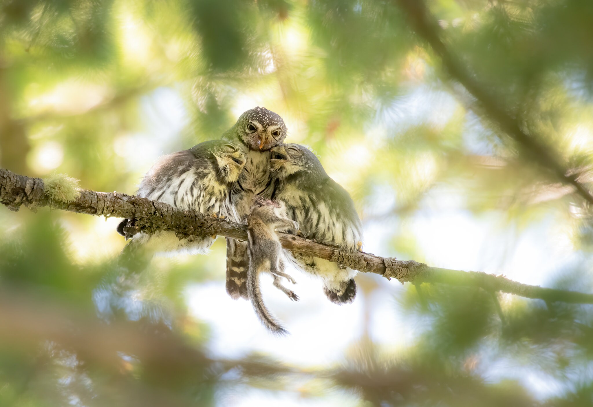 Pygmy Owl Family sharing a chipmunk
