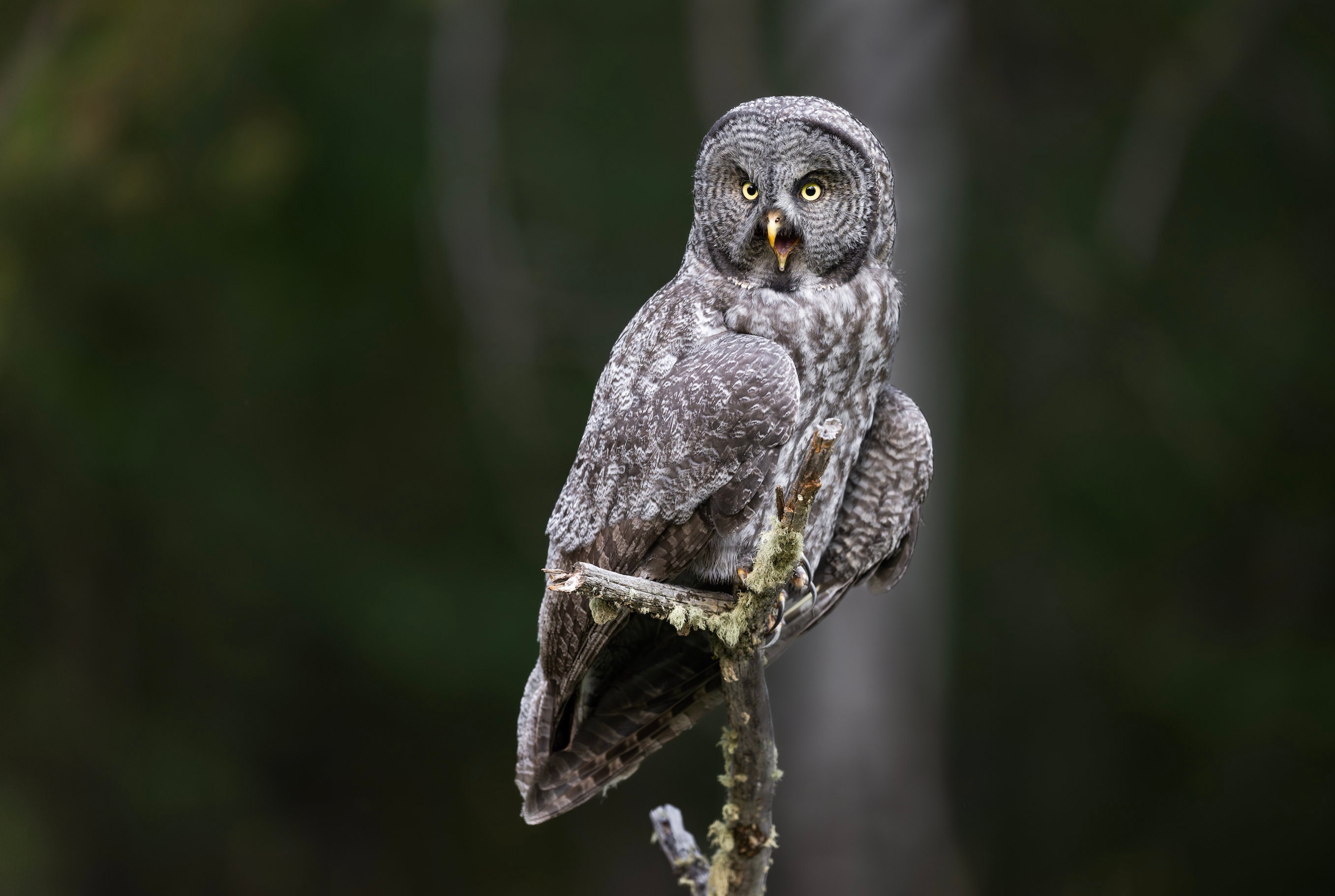 Great Grey Owl out on a limb - Giclee prints