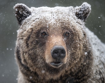 Ursus - Orso grizzly nella neve - Stampe giclée