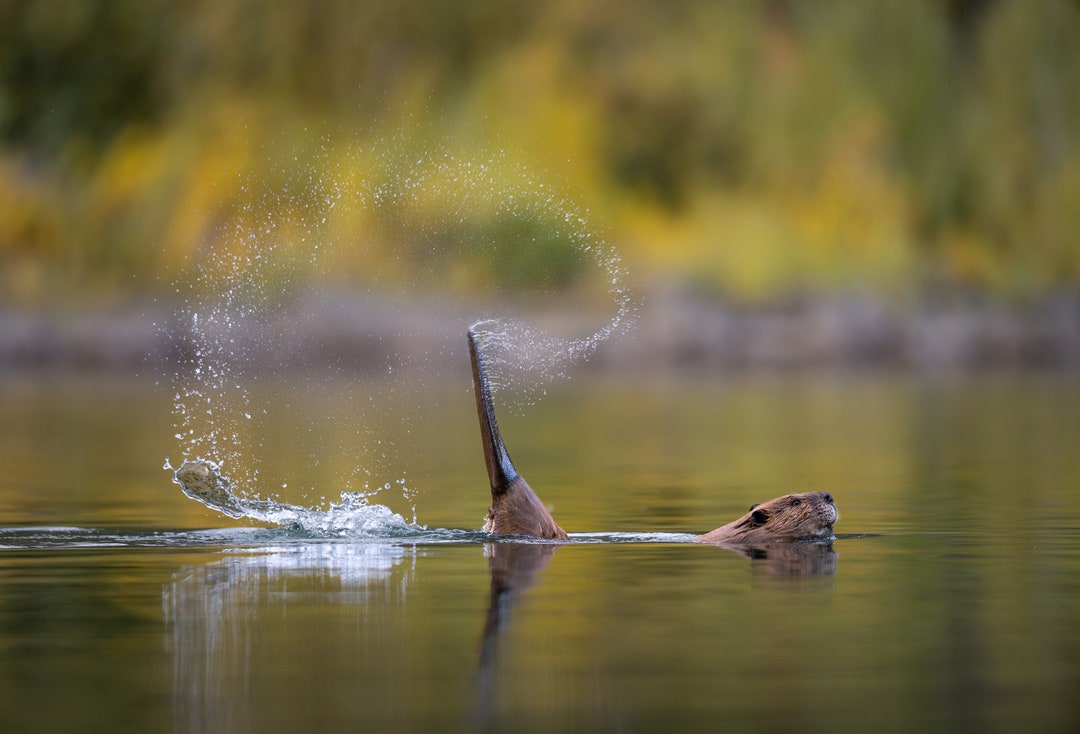 Beaver Slapping Tail in Fall Colors Giclee Prints Etsy