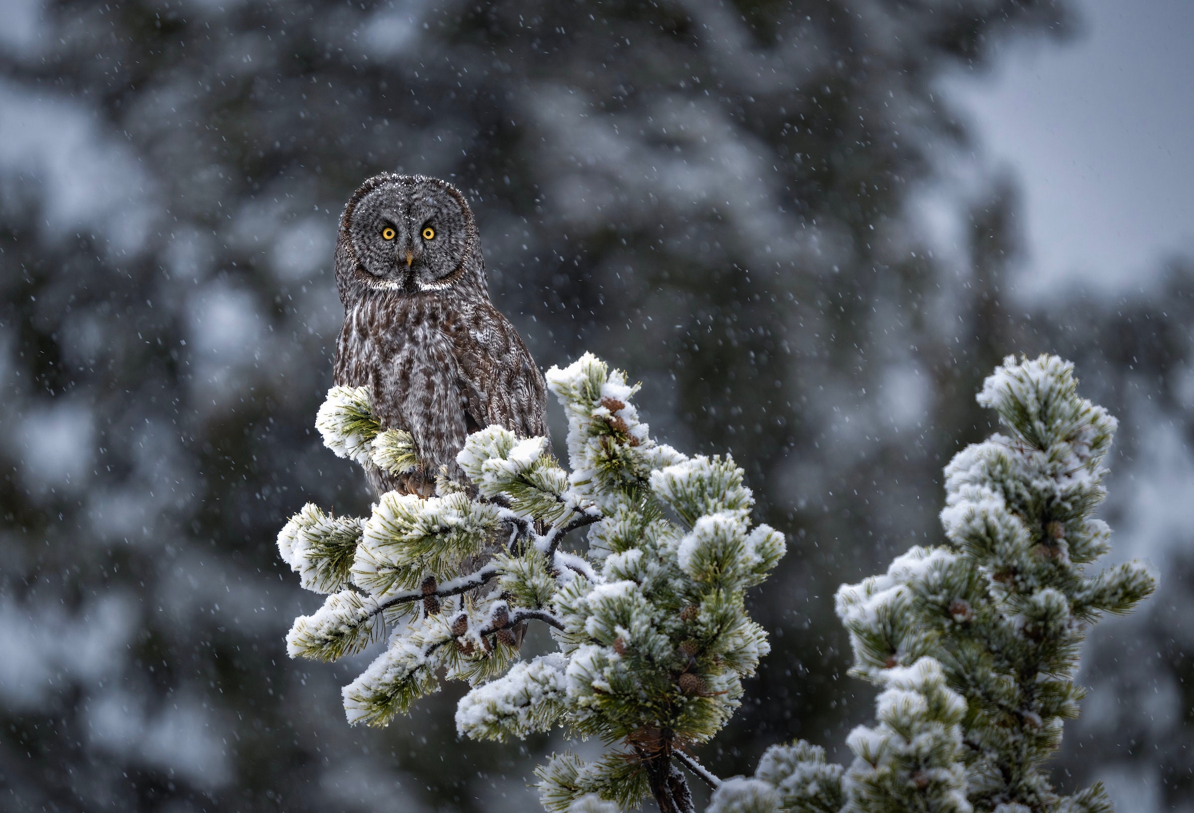Great Grey Owl in the Snow - High quality giclee print