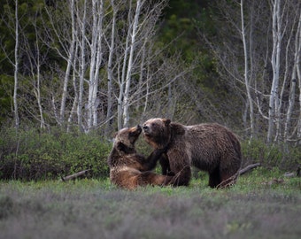 May include: Two brown bears standing in a grassy field with a backdrop of birch trees. The bears are facing each other and appear to be interacting.