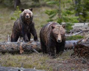 Grizzly 399 and her yearling cub in 2024 - High quality giclee print