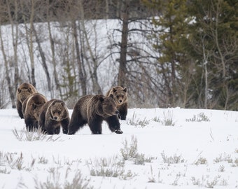 Grizzly 399 and Quads 2022 — Giclee Prints