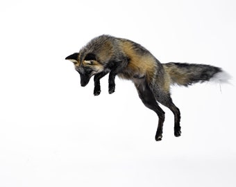 Flying Fox - Black Fox springt in de sneeuw - Giclee-prints