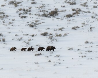 Homeward bound - 399 and Quadruplet cubs - Giclee prints