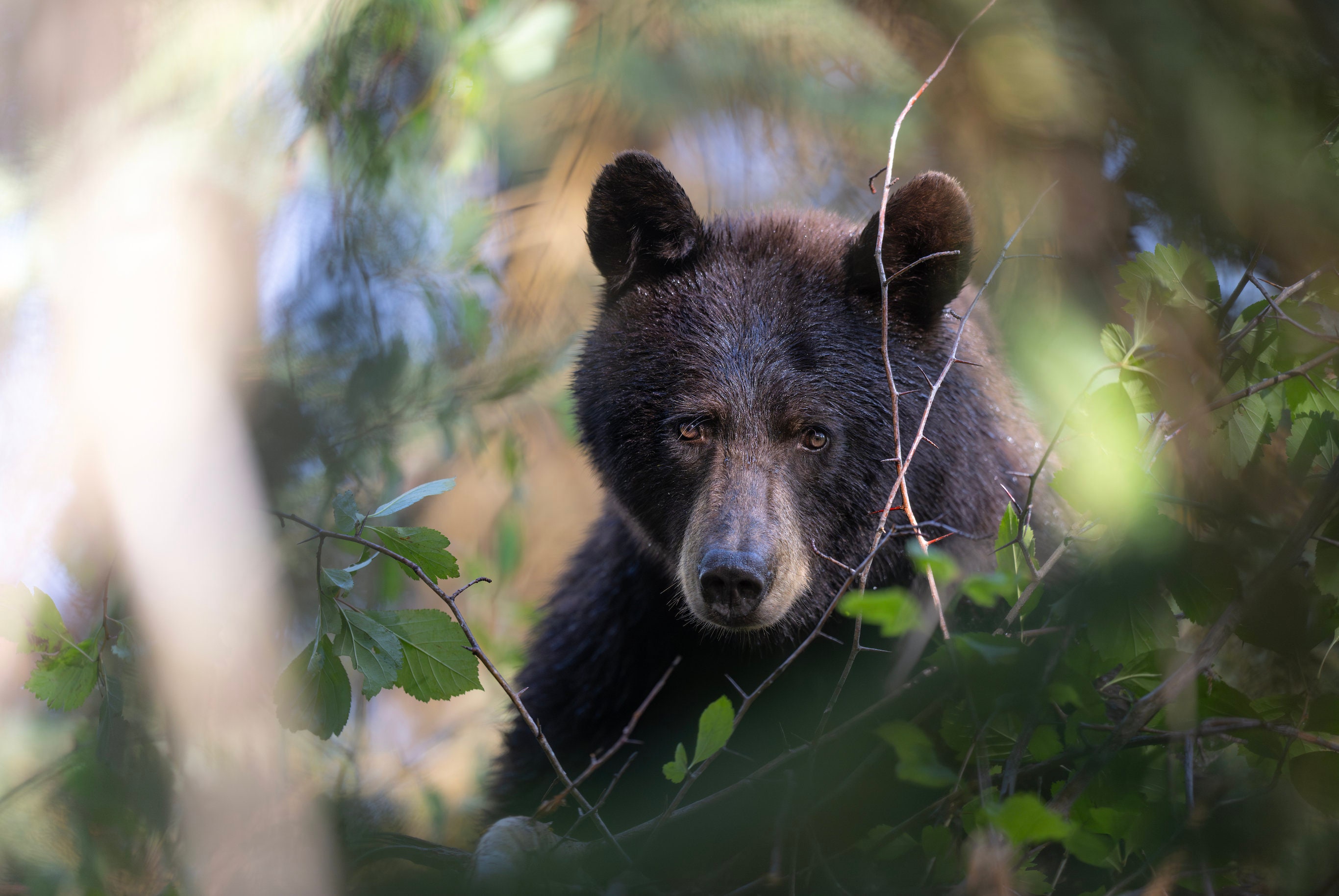 Black bear in the forest - Giclee prints