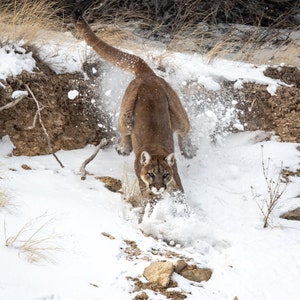 Leaping Cougar photograph - &quot;Cougar Country&quot; - high quality giclee print of a wild mountain lion