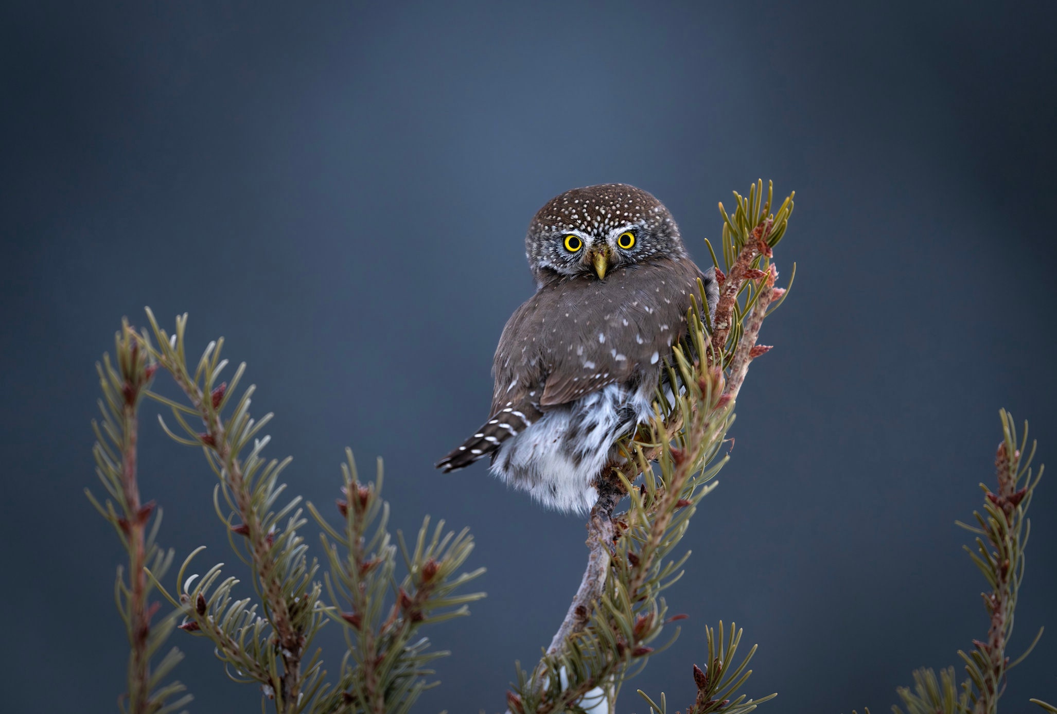 Pygmy Owl looking over shoulder - Giclee prints