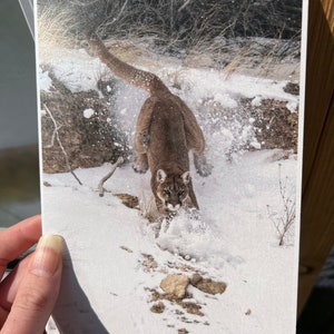 Cougar Greeting Card