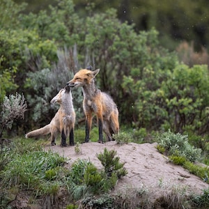 Fox family kiss - Giclee prints