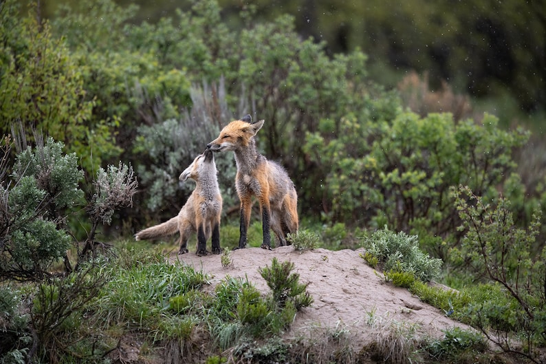 Giclee prints Fox family kiss