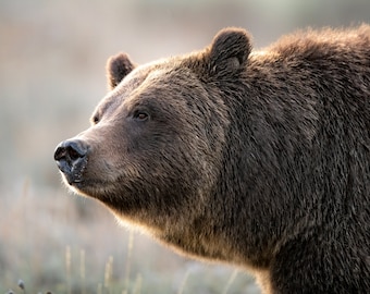 May include: Close-up of a brown bear's face, looking to the right, with its fur illuminated by the sun.