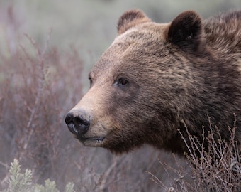 Grizzly 399 - Stampe giclée