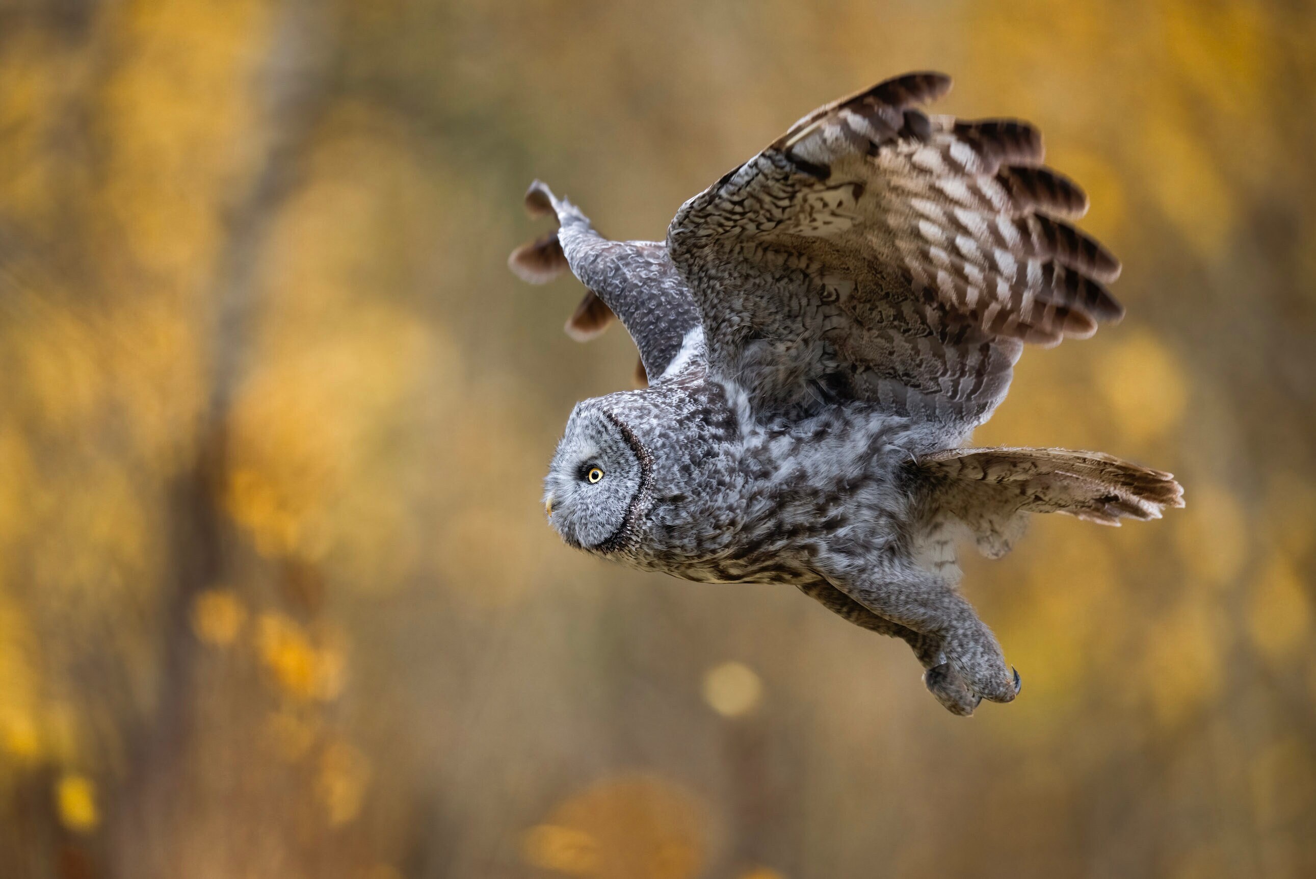 October's Gold - Great Grey Owl in Fall Colors - Giclee prints