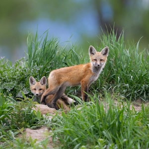 Two Red fox kits at a den - Giclee prints